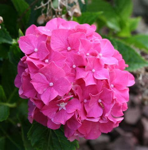 Poppular Photography: Pink Hydrangea Flowers June 2013