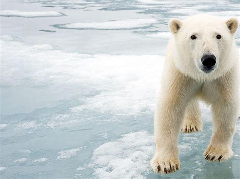 Polar Bear | Species | WWF