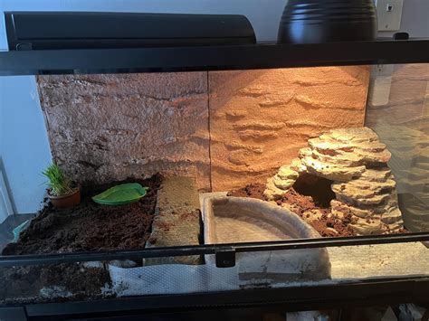 Is this a good bearded dragon enclosure : r/BeardedDragons