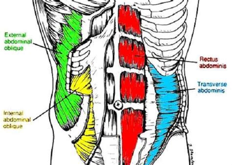 Going for the goal: Super Skinny (More on Abdominal Muscles: 1) Rectus...)