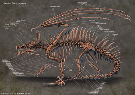 Western Dragon Skeleton Anatomy by TheDragonofDoom on DeviantArt