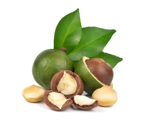 How Do Macadamia Nuts Grow? » Top Facts