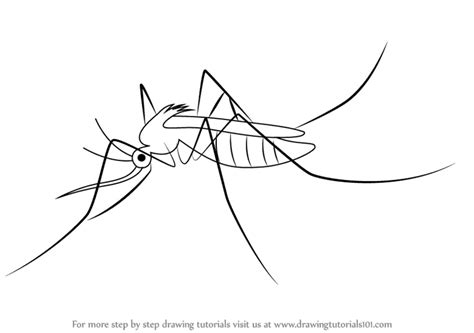 Learn How to Draw a Mosquito (Insects) Step by Step : Drawing Tutorials