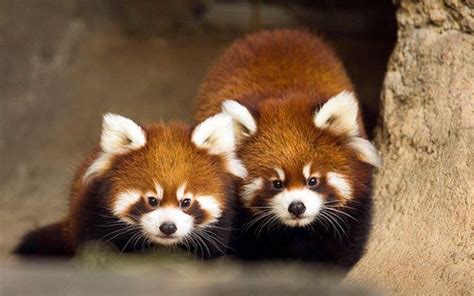 Adorable Red Panda Cubs Make Public Debut At Chicago Zoo