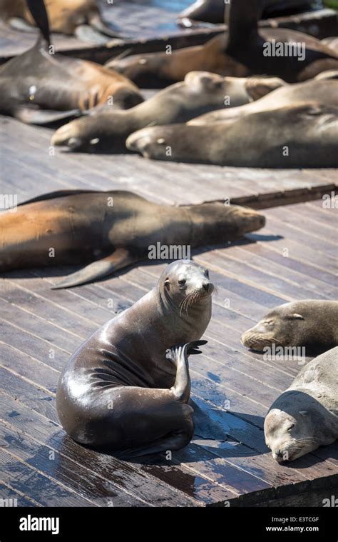 San Francisco sea lions Stock Photo - Alamy