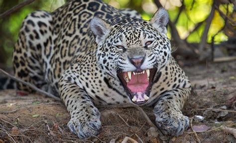 Brazil Pantanal and Amazon Photo Tour: Featuring Jaguars and Other ...