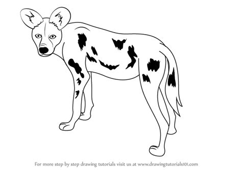 Learn How to Draw a African Wild Dog (Wild Animals) Step by Step ...