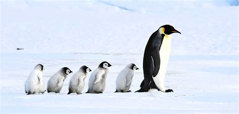 Antarctic Animals: Types of Wildlife to Spot During an Antarctica ...