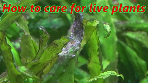 How to care for live plants in your aquarium. For beginners. - YouTube