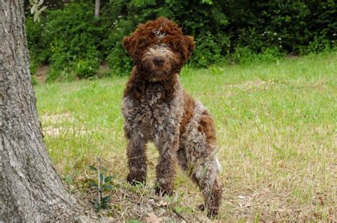 Truffle Hunting Dogs: Tracking Underground Treasure Using Trained Dogs ...