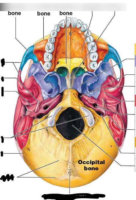 label skull inferior foramina Diagram | Quizlet