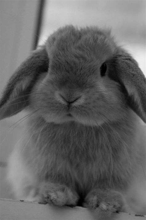 Handsome rabbit #rabbitlove Pet Bunny Rabbits, Pet Rabbit, Cute Babies ...