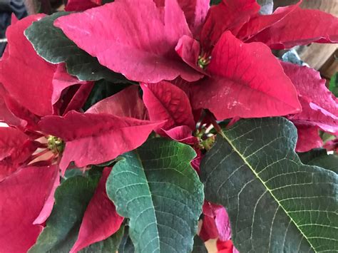 National Poinsettia Day – Barstow's Dairy Store and Bakery