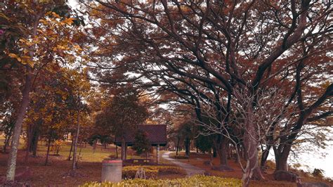 Autumn City Park Stock Video Footage for Free Download