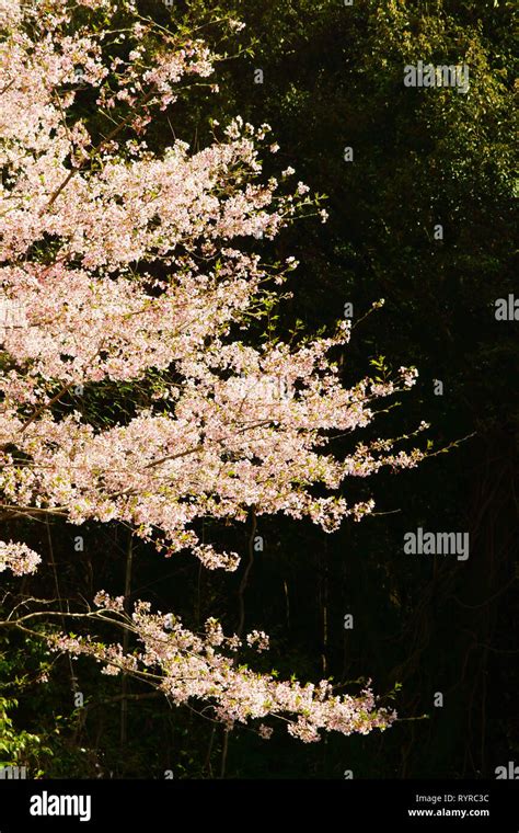 Cherry blossoms in Oyama Suwa Shrine, Kumamoto Prefecture, Japan Stock ...