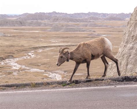 Bighorn Sheep, Badlands National Park 10/11/17 #badlandsnps # ...