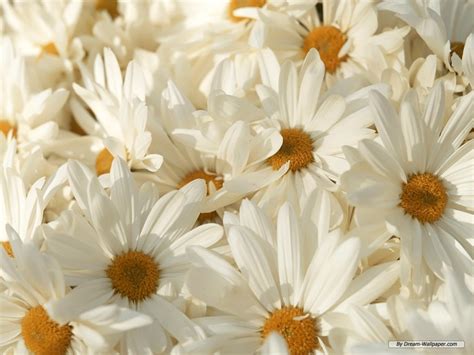 🔥 Free Download Wallpaper Of Flowers White by @joshuam82 | WallpaperSafari