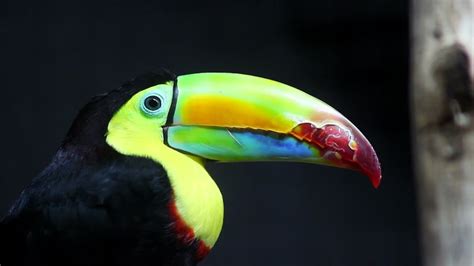 Why are Toucan Beaks so Big? - YouTube