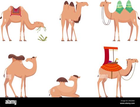 Camel. African desert egypt or india travel animals vector cartoon ...