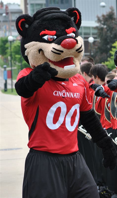 File:Cincinnati Bearcat.png - Wikipedia, the free encyclopedia