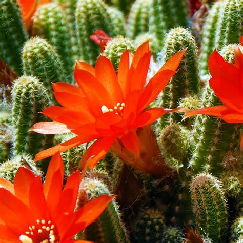 About Cactus Flower | Best Flower Site