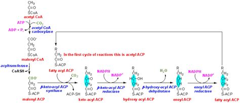 Fatty Acid Synthesis