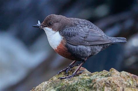 Dipper by Peter Garrity - BirdGuides