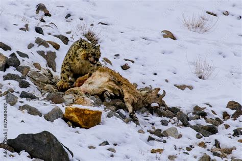 snow leopard after a hunt Stock Photo | Adobe Stock