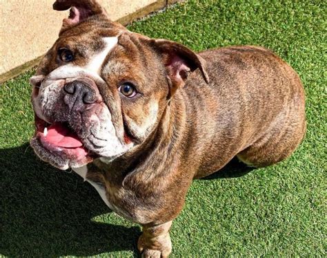 Types of Bulldogs: 15 Different Types of Bulldog Dogs - K9 Web