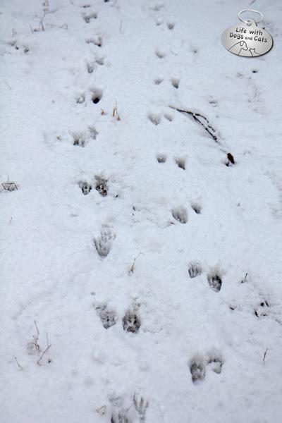 Raccoon footprints in snow logo 100 - Life with Dogs and Cats : Life ...