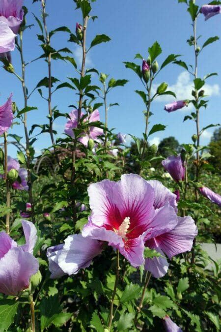 14 Stunning Varieties of Purple Hibiscus - Petal Republic