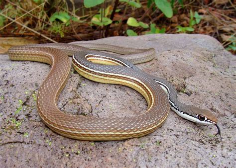 Discover 12 Snakes In New Mexico - A-Z Animals