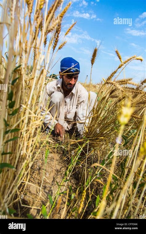 Punjab pakistan agriculture hi-res stock photography and images - Alamy