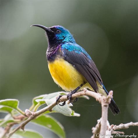 Variable (Yellow-Breasted) Sunbird by Okavanga on DeviantArt