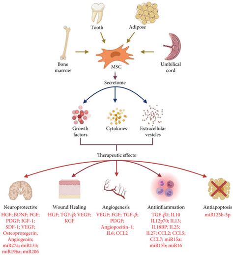 Mesenchymal stem cell sources, secretome content, and its therapeutic ...