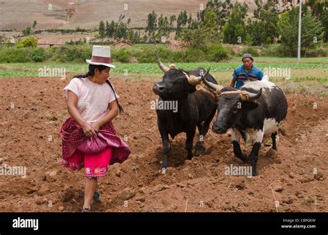 Oxen farming hi-res stock photography and images - Alamy