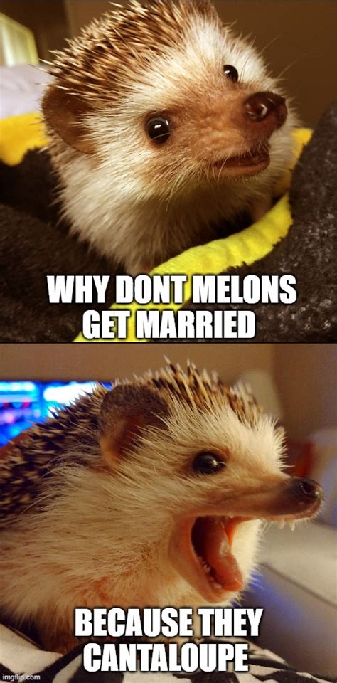 corny joke hedgehog - Imgflip