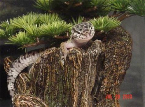 Leopard Geckos: Setting up a Natural Enclosure Like Their Native ...