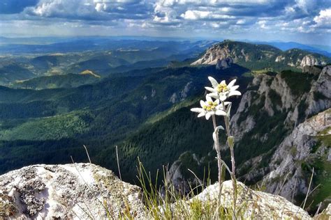 Rare Dirndln: History of the Edelweiss Flower & Why We LOVE it!