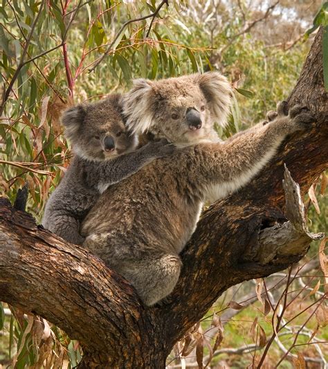 File:Koala and joey.jpg - Wikipedia