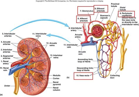 Lots of options to help those with kidney disease | Health ...