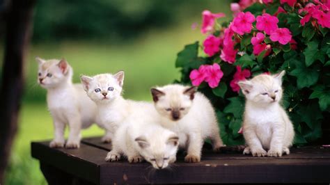 Cute Animals HD wallpaper | 1920x1080 | #12371