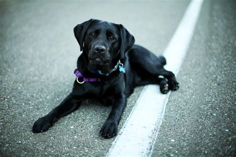 Black Labrador Retriever Wallpaper and Facts | Pet Care Tips, Advice ...