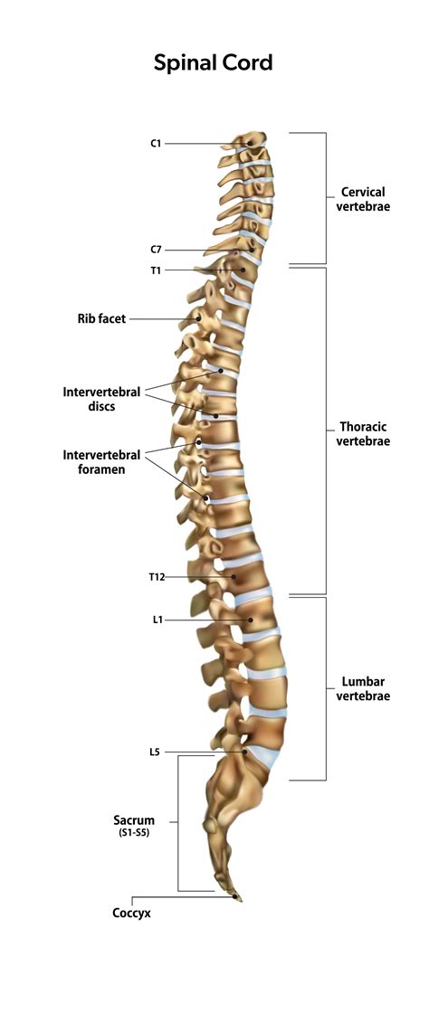 Understanding the Levels of the Spinal Cord