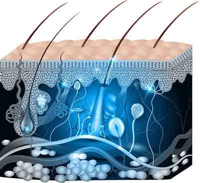 Six functions of the skin | Enhance Osteopathy