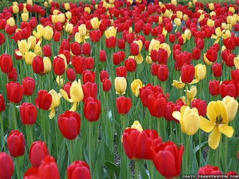 Flowers Tulips Red Yellow wallpaper | 1024x768 | #23037