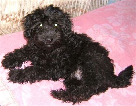 55+ Maltese Poodle Black - l2sanpiero