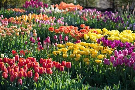 How Was Your Spring Bulb Garden? – Longfield Gardens