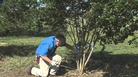 Pruning Crape Myrtle - YouTube