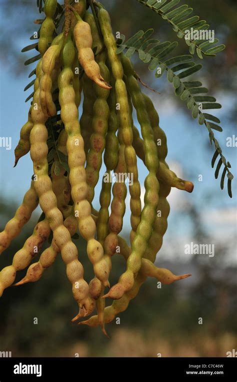 Mesquite tree pods hi-res stock photography and images - Alamy